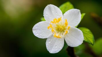 ai gerado jasmim flor com orvalho gotas em borrado verde fundo foto