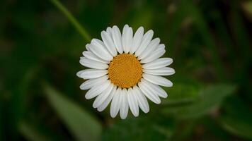 ai gerado isolado margarida flor com meticulosamente mão fez recorte caminho foto