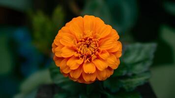 ai gerado vibrante laranja Panela calêndula flor isolado contra limpar \ limpo fundo foto