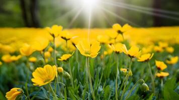 ai gerado lindo botão de ouro dentro natureza Primavera panorama com selvagem amarelo botões de ouro foto