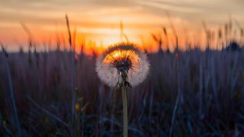 ai gerado seco campo às pôr do sol fornece pano de fundo para solitário dente de leão foto