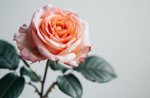 ai gerado uma Rosa rosa senta em uma branco fundo foto