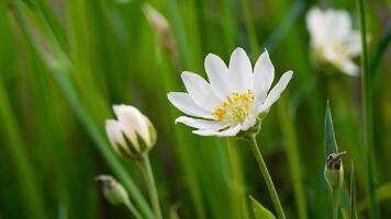 ai gerado branco selvagem cenoura flor traz frescor para Primavera fundo foto