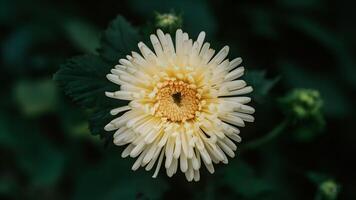 ai gerado isolado amarelo crisântemo flor acrescenta uma pop do cor foto