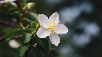 ai gerado seletivo foco acentua beleza do jasmim flor contra fundo foto