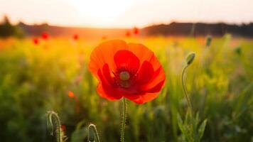 ai gerado lindo vermelho papoula flor com cópia de espaço dentro brilhante campo foto