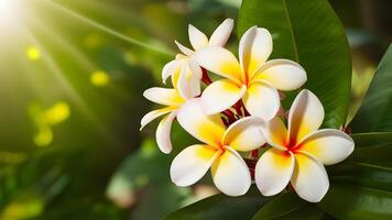 ai gerado bandeira monitores tropical natureza fundo com lindo frangipani flores foto