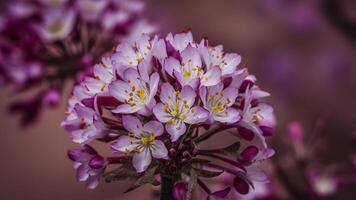 ai gerado deserto flora flores, uma símbolo do vidas resistência e esperança foto