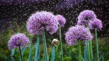 ai gerado pingos de chuva adornar tolet fundo com allium flor e selvagem cebola flores foto