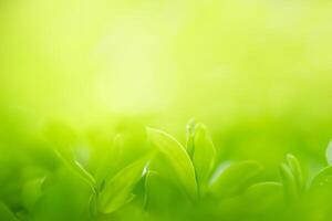 natureza da folha verde no jardim no verão. folhas verdes naturais plantas usando como fundo de primavera folha de rosto verde ambiente ecologia papel de parede foto
