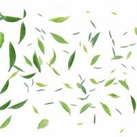 fresco verde folha em branco fundo foto