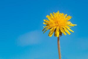 amarelo dente de leão contra a céu, dente de leão dentro mão contra a céu, amarelo dente de leão dentro Primavera. Primavera flores lindo fundo. foto