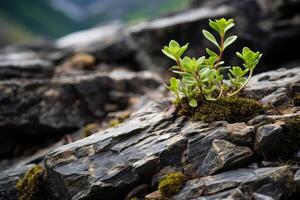 ai gerado uma fechar-se do a alpino plantar dentro uma rochoso fenda. generativo ai foto