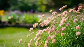 ai gerado quadro, Armação borrado verão jardim parque fundo com cravo-da-índia flores, jardinagem foto