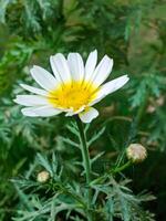 uma lindo margarida e camomila flor plantar lado Visão fechar-se detalhes foto