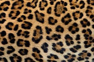 fechar acima, requintado leopardo pele textura. foto