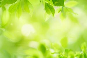 horário de verão verde folha natureza dentro uma jardim. usando exuberante verde plantas Como a primavera fundo cobrir imagem papel de parede .com natureza, ecologia, e vegetação foto