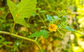 lindas flores e plantas tropicais amarelas no méxico. foto