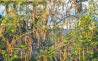 sementes e flores moringa árvore em verde árvore dentro México. foto