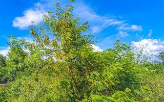 dirigir passado a tropical selva montanhas e campo mazunte México. foto