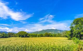 dirigir passado a tropical selva montanhas e campo mazunte México. foto