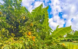 Estrela fruta árvore com fruta em isto verde folhas México. foto