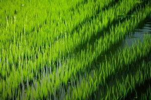 ai gerado vibrante verde arroz talos fundição reflexões dentro a ainda águas do uma arroz campo. generativo ai foto