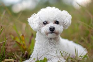 ai gerado sociável adorável bichon cachorro. gerar ai foto