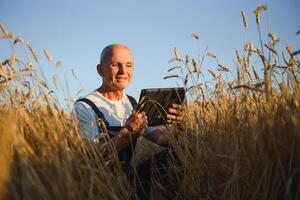 sessenta anos velho agrônomo inspecionando trigo campo e usando tábua computador. foto