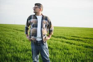 retrato do Senior agricultor em pé dentro verde trigo campo. foto