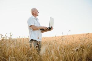 agricultor dentro trigo campo inspecionando colheita foto