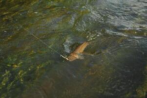 pescador, peixe em uma gancho dentro a água foto
