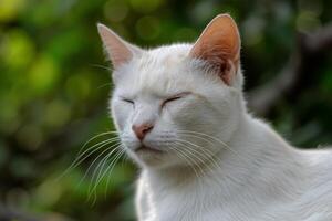 ai gerado albino fêmea gato. gerar ai foto