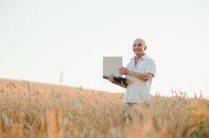 agricultura, agricultor ou agrônomo inspecionam a qualidade do trigo no campo pronto para a colheita foto