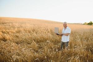 sério cinzento cabelos agrônomo ou agricultor usando uma tábua enquanto inspecionando orgânico trigo campo antes a colheita. costas aceso pôr do sol foto. foto