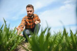 uma jovem agricultor inspeciona a qualidade do trigo brotos dentro a campo. a conceito do agricultura. foto