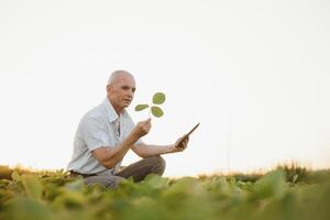 agrônomo inspecionando soja feijão cultivo crescendo dentro a Fazenda campo. agricultura Produção conceito. jovem agrônomo examina soja colheita em campo dentro verão. agricultor em soja campo foto