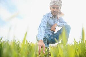 indiano agricultor segurando colheita plantar dentro dele trigo campo foto