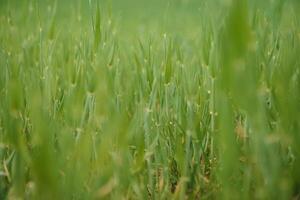 jovem trigo campo é uma pitoresco foto