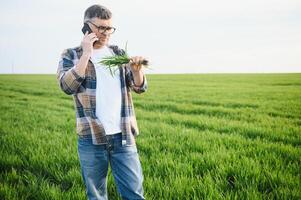 uma jovem agricultor inspeciona a qualidade do trigo brotos dentro a campo. a conceito do agricultura. foto