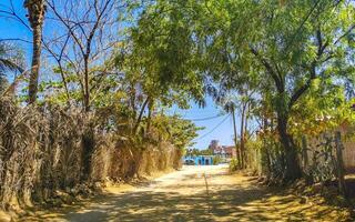 tropical selva floresta Palma árvores plantar plantas Palma árvore México. foto