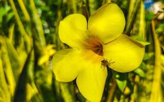 lindas flores e plantas tropicais amarelas no méxico. foto