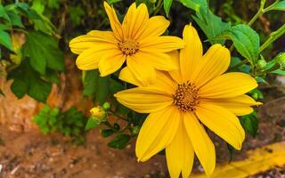 amarelo lindo tropical flores arnica e plantas dentro México. foto