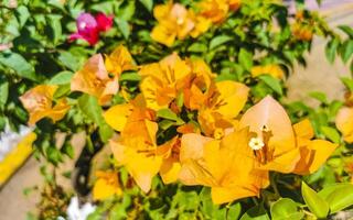 buganvílias laranja amarelo flores flores dentro porto escondido México. foto