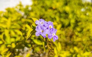 Rosa roxa azul flores plantas dentro tropical floresta natureza México. foto