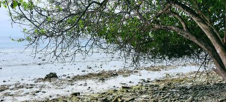 sereno atol tropical de praia dentro Maldivas atol com branco areias e coral recife foto