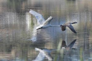 cisne mudo perseguindo ganso intrusivo do Canadá foto