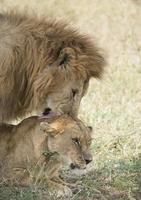 acasalando leões africanos foto