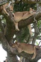 família de leões africanos foto