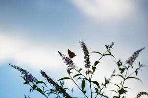 uma borboleta em uma flor com o fundo do céu foto
